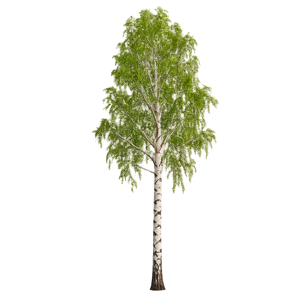 Birch