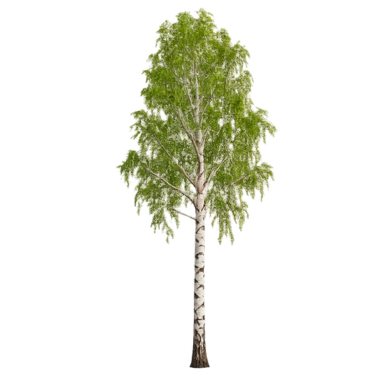 Birch