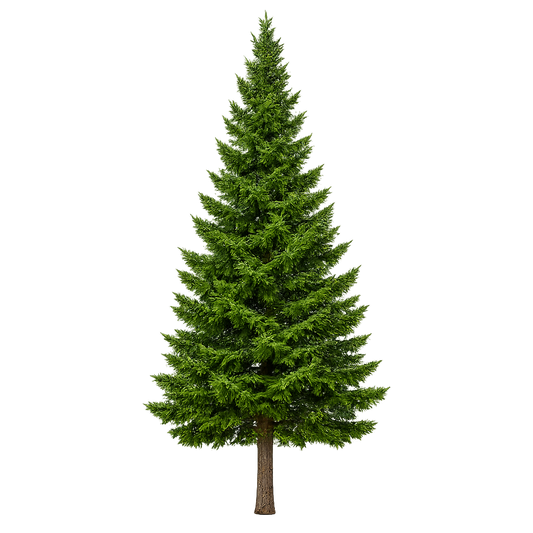 Spruce